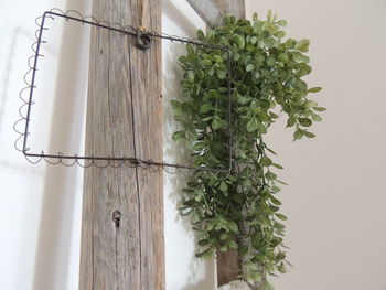 Close-up of potted plant hanging against wall