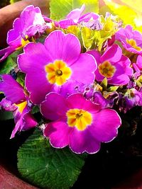 Close-up of pink flowers