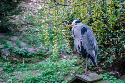 Gray heron perching in forest