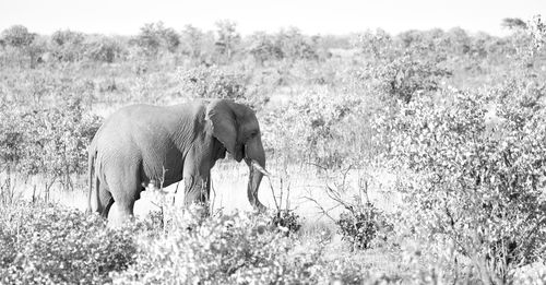 Elephant standing in a field