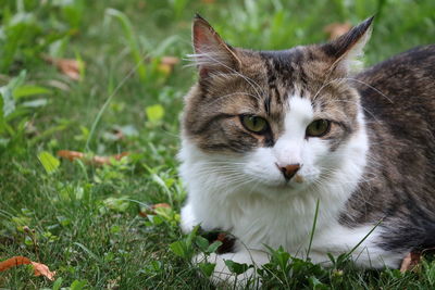 Portrait of a cat on field