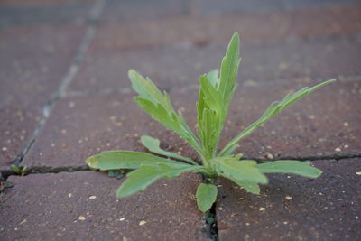 Close-up of fresh green plant