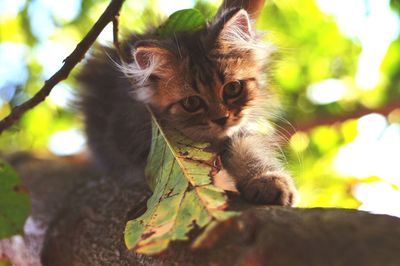 Portrait of kitten sitting on leaves