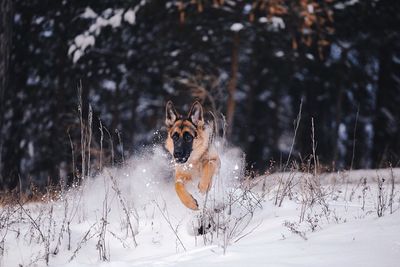 German shepherd running on snow covered field