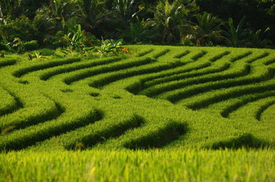 Scenic view of grassy field