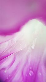 Extreme close up of pink flower