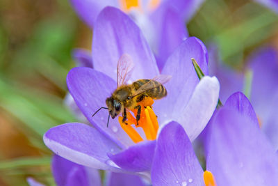 Close-up of bee on purple flower