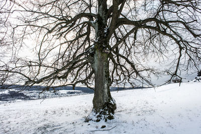 Bare tree by sea against sky during winter