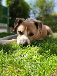 Close-up of a dog resting on grass