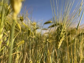 Close-up of wheat growing on field against sky