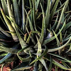 Full frame shot of grass