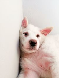 Portrait of white dog on wall