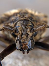 Close-up portrait of a insect