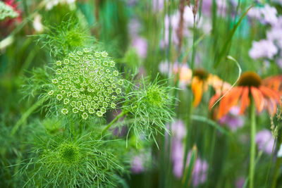 Close-up of flowering plants on field