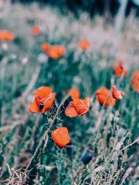 Close-up of orange flowering plant on field