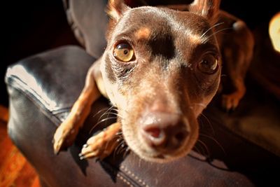 Close-up portrait of dog