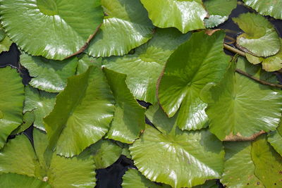 High angle view of water leaves on plant