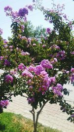 Pink flowers on tree