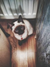 High angle portrait of cat at home