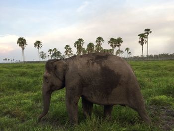 Elephant in a field