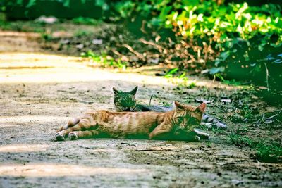 Cat relaxing in a field