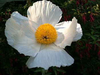 Close-up of white flower