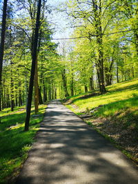 Road amidst trees in forest