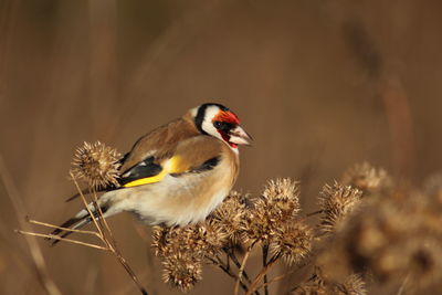 Bird perching on plants