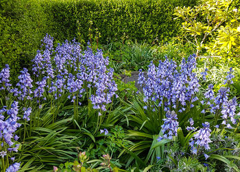 Close-up of purple flowers blooming in field