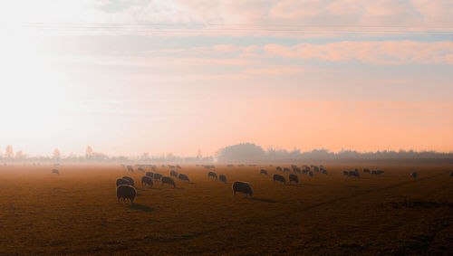 Beautiful sunset in the lincolnshire countryside with sheep.