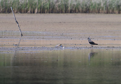 Birds perching on lake against blurred background