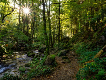 Scenic view of stream amidst trees in forest