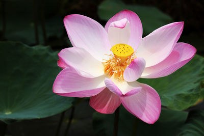 Close-up of pink water lily