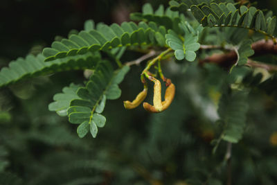 Close-up of insect on plant