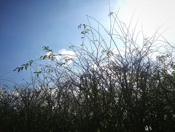 Low angle view of bird on branch against sky