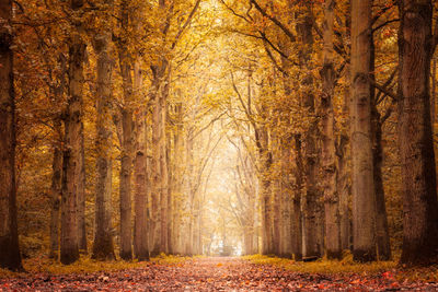 Scenic view of trees during autumn