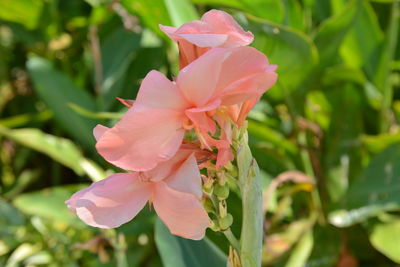 Close-up of pink rose flower