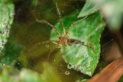 Close-up of spider on web