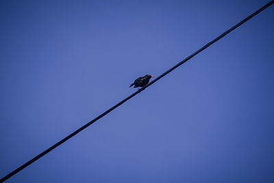 Low angle view of bird perching on cable
