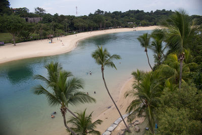 Palm trees on beach