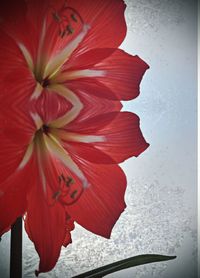 Close-up of red hibiscus flower