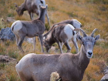 Sheep standing on field