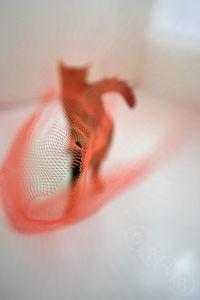 Cat seen through orange netting