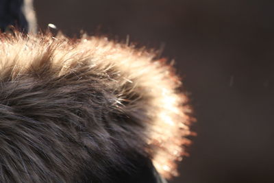 Cropped image of cat hair shining in sunlight