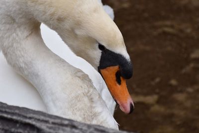 Close-up of swan