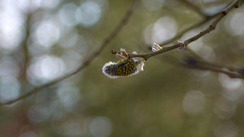 Close-up of bud growing on tree