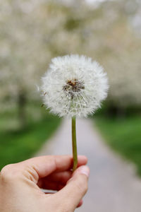 Close-up of hand holding dandelion