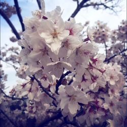 Low angle view of white flowers blooming in park