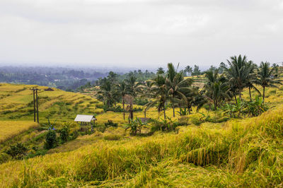 Scenic view of agricultural rice field against sky