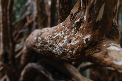 Close-up of tree trunk